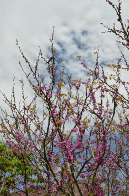 Cercis_siliquastrum.17-1.jpg