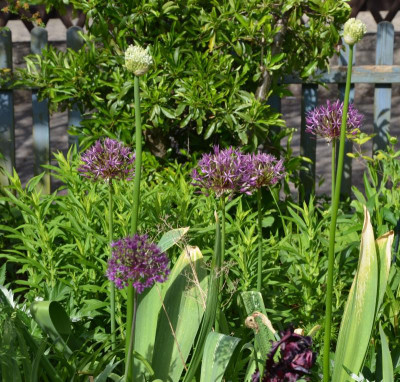 Allium.17-1.jpg