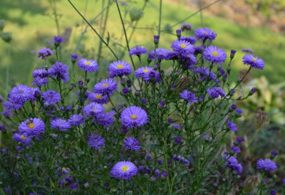 Aster_novae_belgii-Dauerblau.16-1.jpg