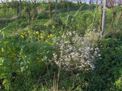 weihnachtliche_Blumenwiese.jpg