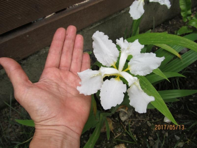 IMG_3032 small.jpg