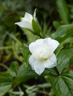 2017-05-13 Trillium grandiflorum 'Flore Pleno'.jpg