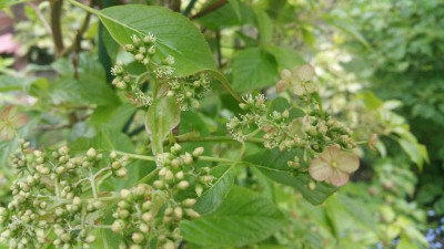 Hydrangea anomala ssp. anomala 2017-05-13 a.jpg