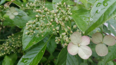 Hydrangea anomala ssp. anomala 2017-05-13 b.jpg