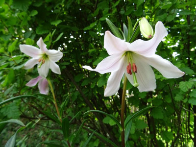 Lilium mackliniae Mai 2017.jpg