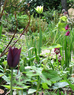 Tulp_Jan_Reus_Ger_Phae.jpg