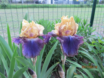 IMG_3042 small.jpg