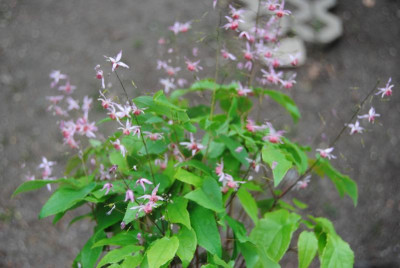 mai 085.jpg