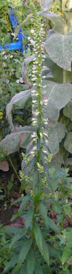 Digitalis_sp1.jpg
