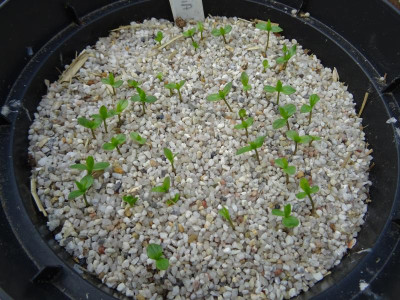 Spigelia marilandica Germination May 2017.JPG