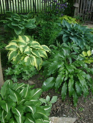 hostas.JPG