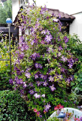 Venosa_Violacea.jpg