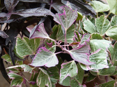 2017-05-14 Ipomoea batatas.jpg