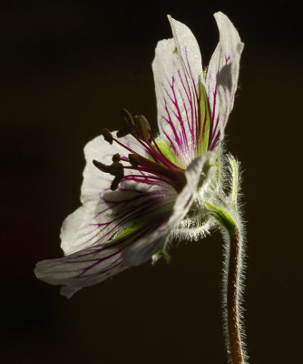 Geranium-renardii-Seite.jpg