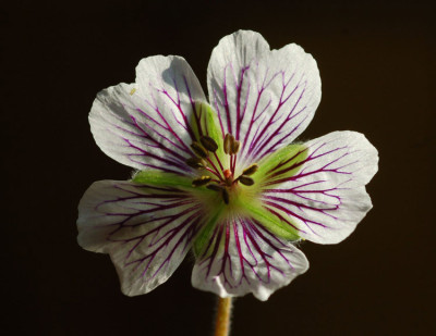 Geranium-renardii-vorne.jpg