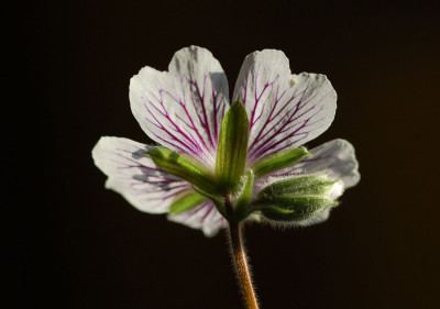 Geranium-renardii-Ruecken.jpg