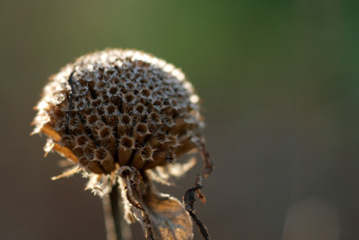 Monarda-Dezember-06.jpg