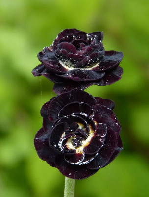 2017-05-14 Primula auricula 'Matthew Yates'.jpg