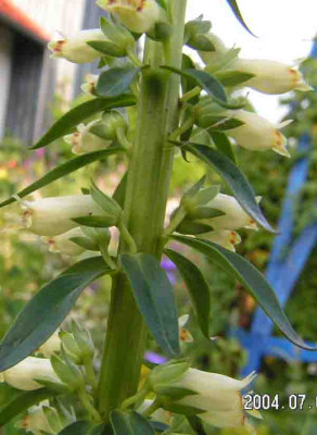 Digitalis_sp_11.jpg