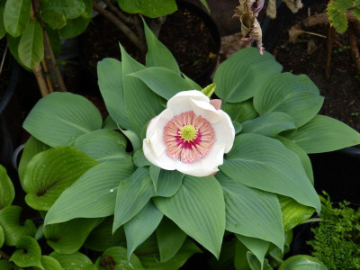 2017-05-14 Magnolia x wieseneri.jpg