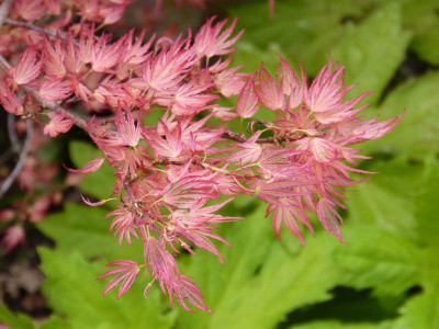 2017-05-14 Acer palmatum 'Wilson's Pink Dwarf'.jpg