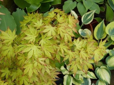 2017-05-14 Acer palmatum “Orange Dream”.jpg