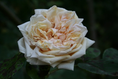 gloire_de_dijon_garten06_279.jpg