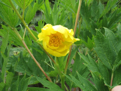 Paeonia ludlowi 20170514_02.jpg
