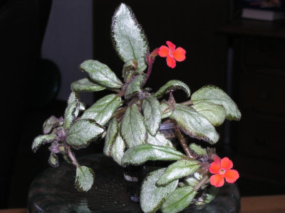 Episcia Silver Skies 001.JPG