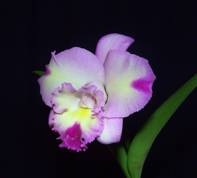 Lisl_Brassocattleya_1.jpg