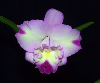 Lisl_Brassocattleya_2.jpg