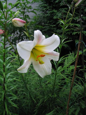 Lilium_regale_2.jpg