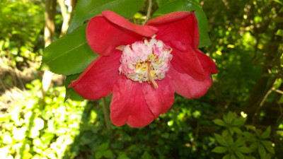 WP_20170515_033 Camellia japonica Kumagai.jpg