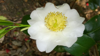 WP_20170515_023 Camellia japonica Fuji No Yuki.jpg