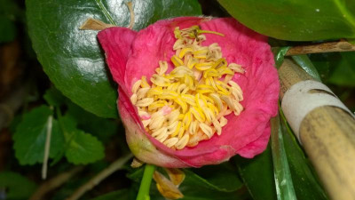 WP_20170513_016 Camellia japonica Kobai No Zu.jpg