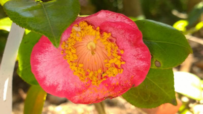 WP_20170515_003 Camellia japonica Kyokko Kan.jpg