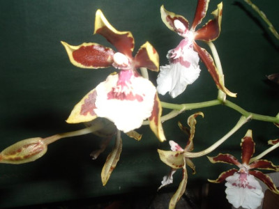 Dendrobium.jpg