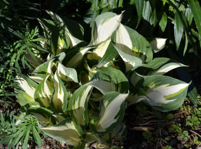Hosta-Loyalist.17-1.jpg