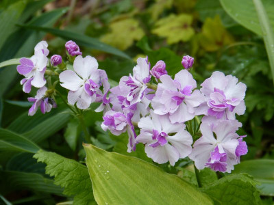2017-05-14 Primula sieboldii 'Flamenco'.jpg