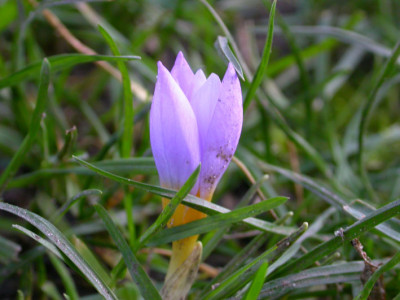 Krokus_15.12.06.jpg