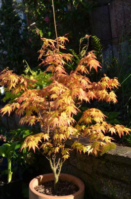 Acer-OrangeDream.17-2.jpg