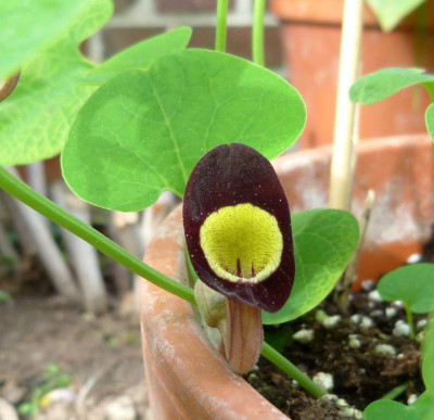 Aristolochia steupii erste Blüte.jpg