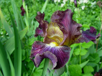 Iris IB Blackcurrant DSCN9090.JPG