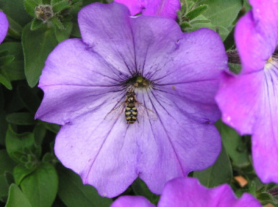 Mondfleck-Feldschwebfliege-2a.jpg