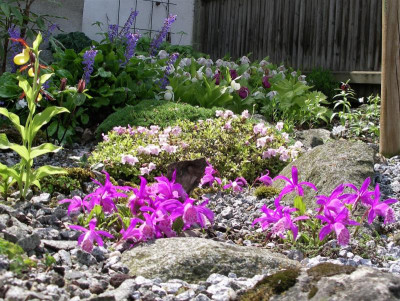 Orchideen 16.05.17.JPG