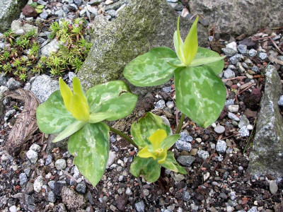 Trillium luteum 16.05.17.JPG
