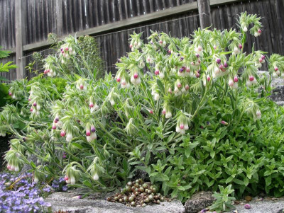 Onosma alboroseum 16.05.17.JPG