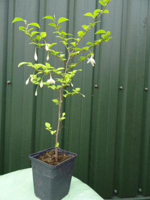 Styrax japonicus Mai 2017.JPG