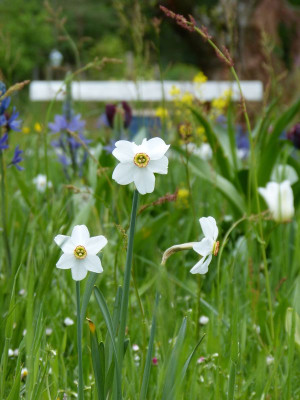 2017-05-16 Gartenimpressionen 5.jpg