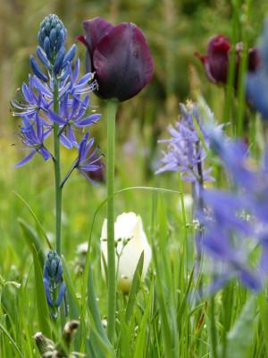 2017-05-16 Gartenimpressionen 6.jpg